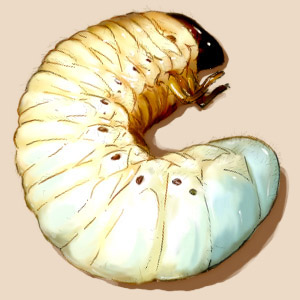 takanashi, sepia background, lowres, beetle, bug, insect, larva, no humans, simple background
