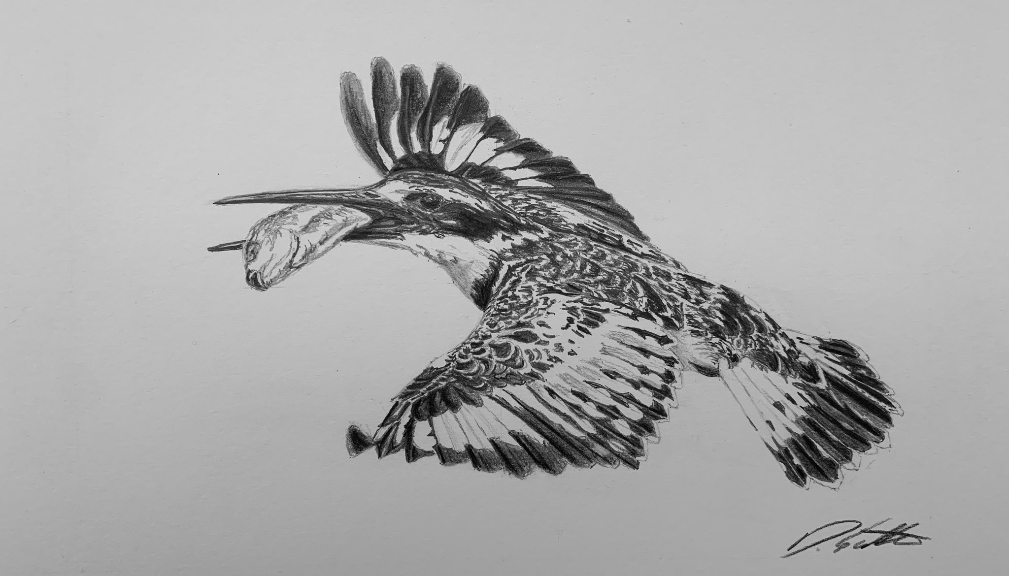 original, commentary, english commentary, graphite (medium), highres, photo-referenced, traditional media, animal, animal focus, bird, david salter, fish, greyscale, kingfisher, monochrome, photorealistic, predation, realistic, signature
