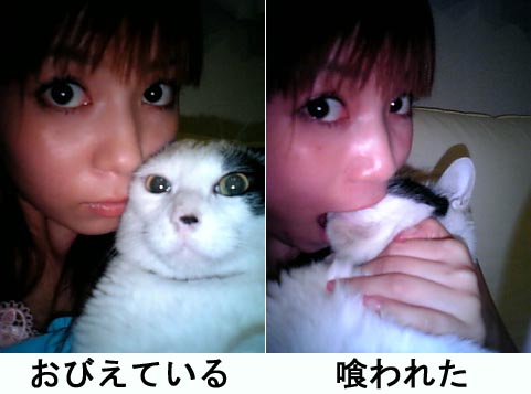 nakagawa shoko, nakagawa shouko, lowres, off-topic, photo (medium), translated, 1girl, animal, asian, cat, eating, facing viewer, indoors, japanese (nationality), looking at viewer, oral, what