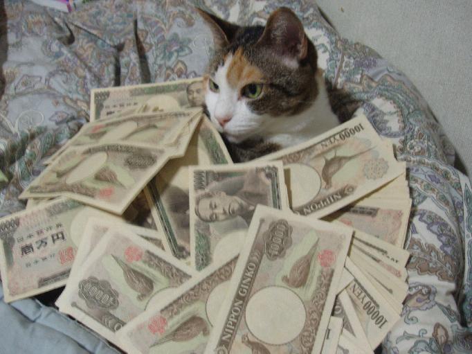 photo (medium), cat, money, pimp, what, yen