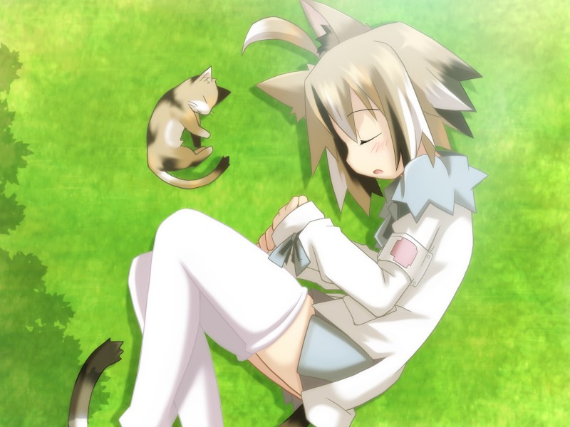 shibano kaito, uracil, born freaks!, liarsoft, original, game cg, 1girl, ahoge, animal ears, cat, cat ears, cat tail, closed eyes, female focus, sleeping, solo, tail, thighhighs