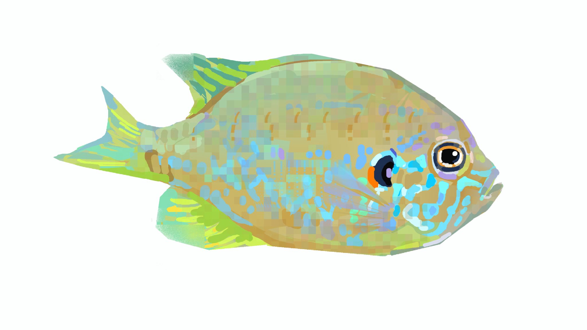 junbuug, original, commentary, english commentary, highres, animal focus, fish, no humans, painterly, pumpkinseed, simple background, tropical fish, white background