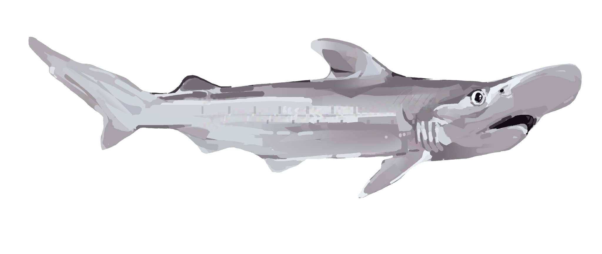 junbuug, original, commentary, english commentary, highres, animal focus, limited palette, no humans, painterly, shark, simple background, white background