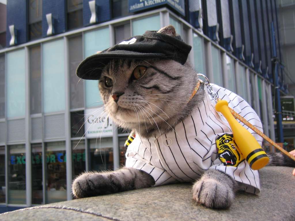 hanshin tigers, nippon professional baseball, off-topic, photo (medium), tagme, animal focus, baseball jersey, cat, jersey, no humans