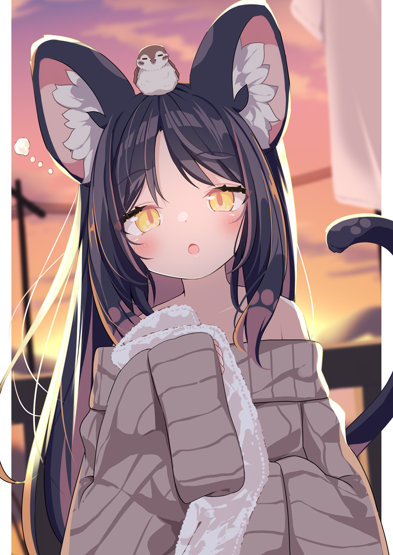 daidai ookami, original, commentary request, 1girl, animal, animal ear fluff, animal ears, animal on head, bird, black hair, blurry, blurry background, brown hair, brown sweater, cat ears, cat girl, cat tail, cloud, collarbone, depth of field, hand up, holding, holding towel, long hair, long sleeves, looking at viewer, multicolored hair, off-shoulder sweater, off shoulder, on head, open mouth, ribbed sweater, sky, sleeves past wrists, solo, sunset, sweater, tail, towel, two-tone hair, upper body, very long hair, wide sleeves, yellow eyes