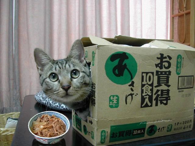 off-topic, photo (medium), tagme, box, cardboard box, cat, no humans