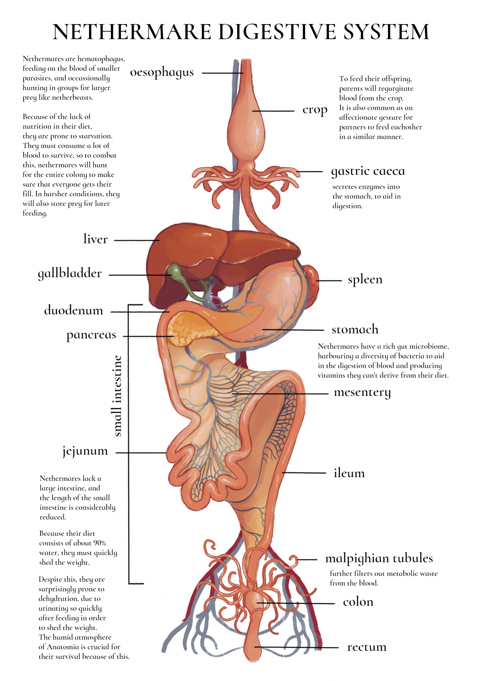 jejejunum, original, highres, anatomy, biology, diagram, english text, intestines, liver, no humans, object focus, organs, stomach (organ)