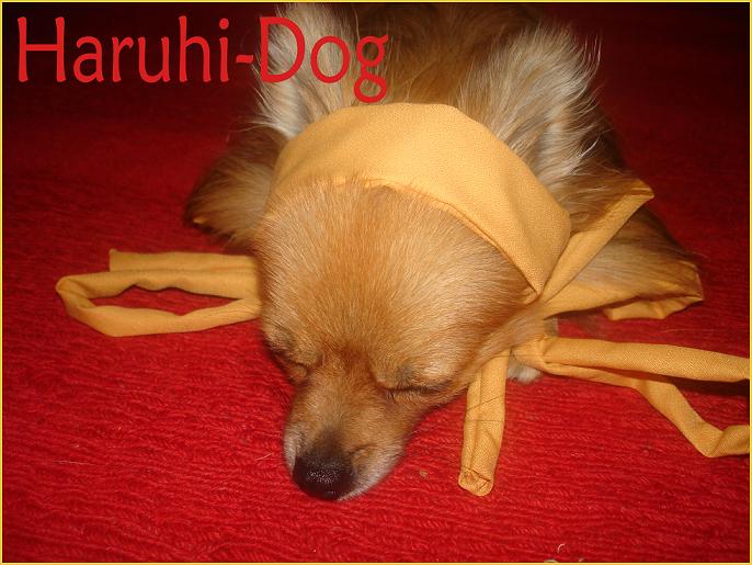 suzumiya haruhi no yuuutsu, photo (medium), tagme, 00s, haruhi-dog