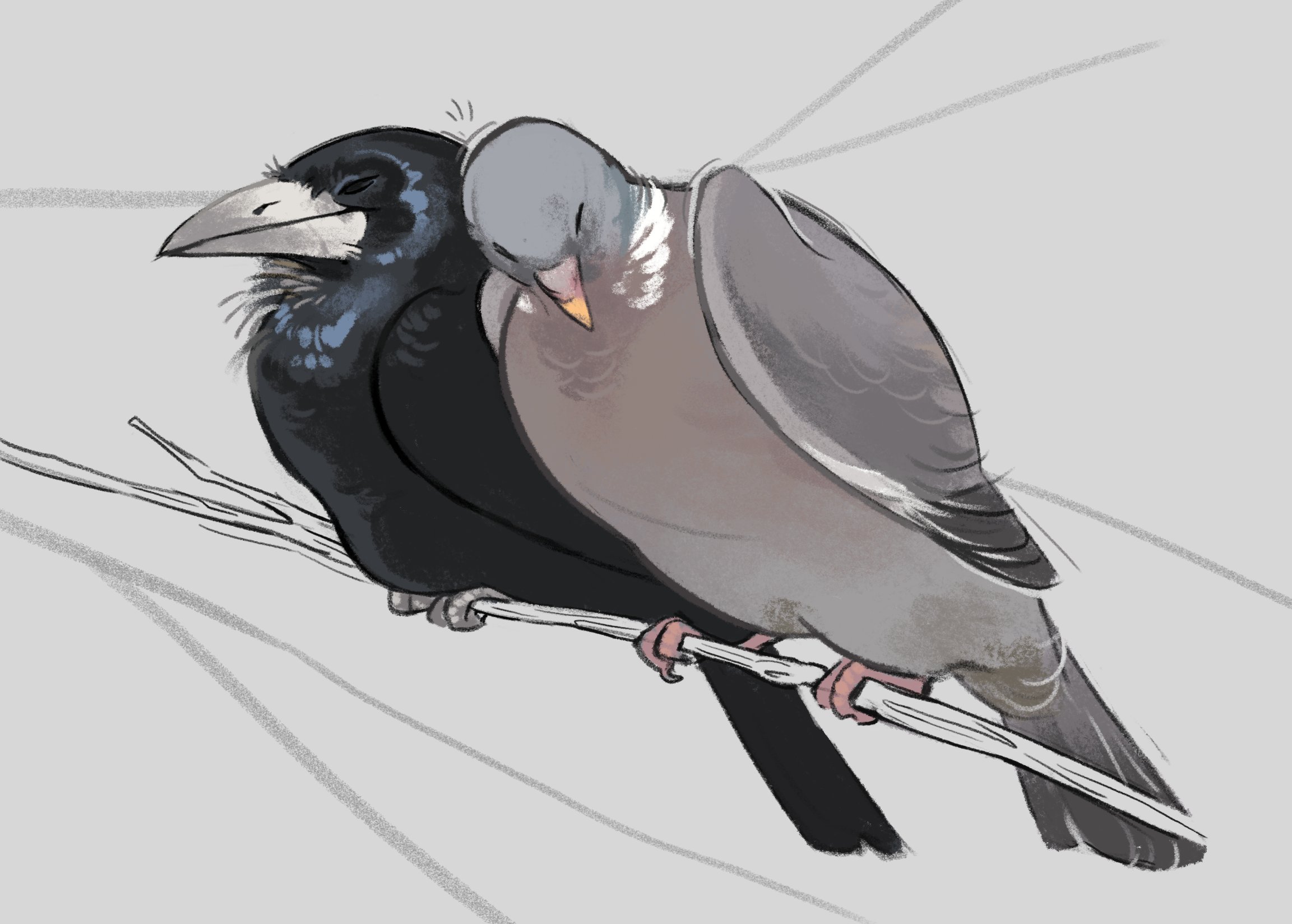 original, commentary, english commentary, highres, affectionate, animal, animal couple, animal focus, beak, bird, closed eyes, couple, crow, cuddling, finchwing, no humans, pigeon, stick