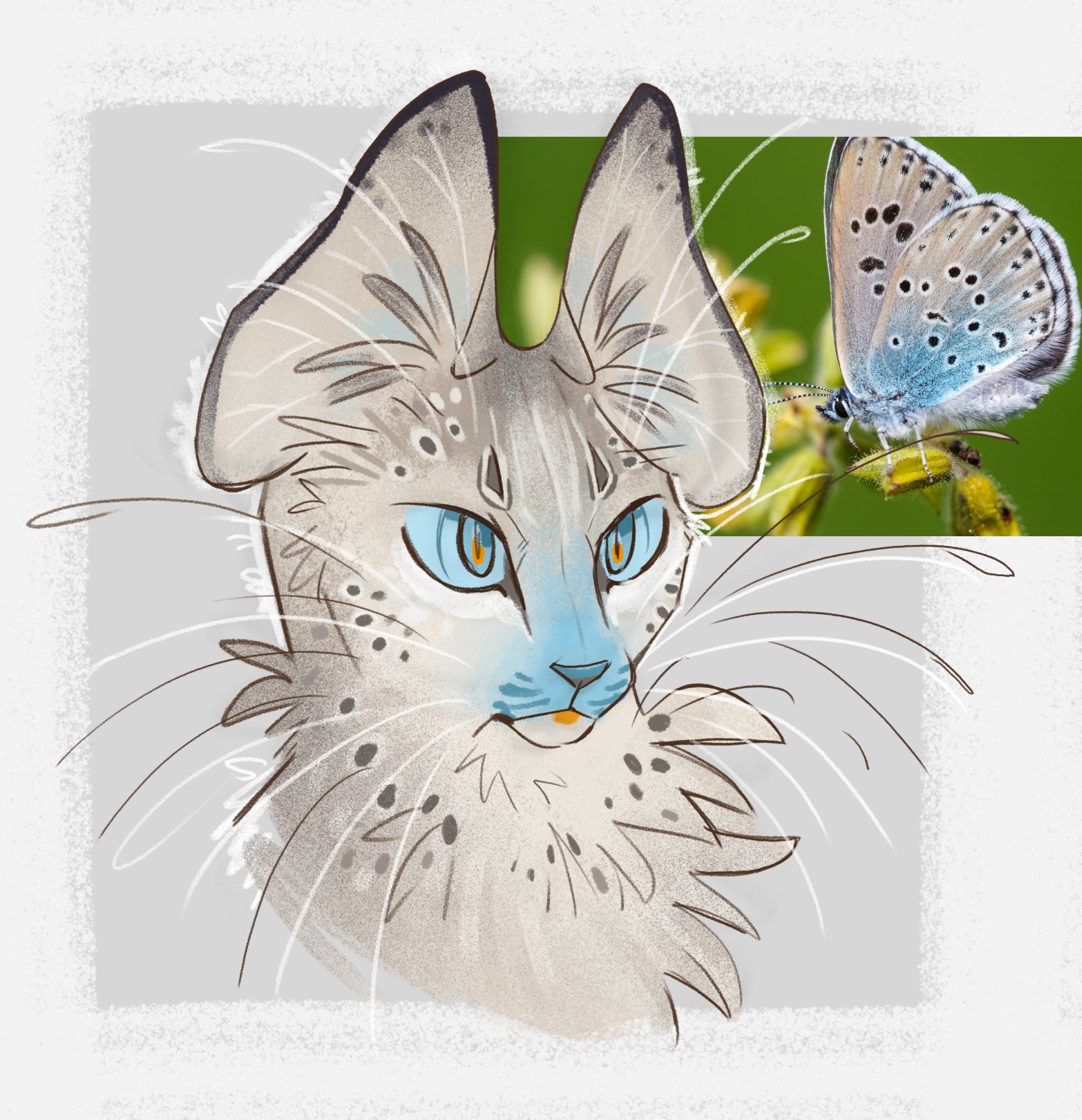 original, commentary, english commentary, highres, animal, animal focus, blue eyes, bug, butterfly, cat, cropped head, finchwing, fluffy, grey cat, insect, looking at viewer, no humans, photo inset, reference inset, solo, whiskers