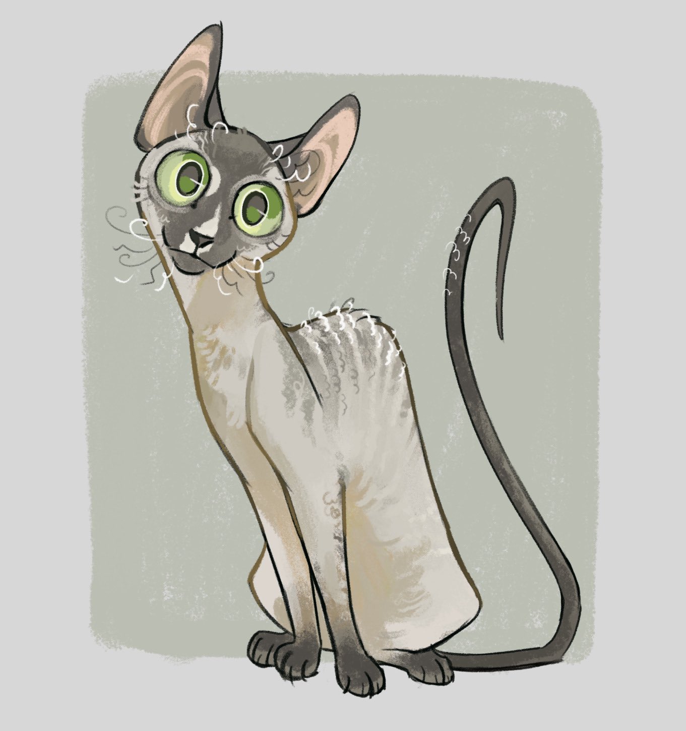 original, commentary, english commentary, highres, animal, animal focus, border, cat, cornish rex, finchwing, green eyes, grey cat, looking at viewer, no humans, simple background, sitting, solo, whiskers, white border