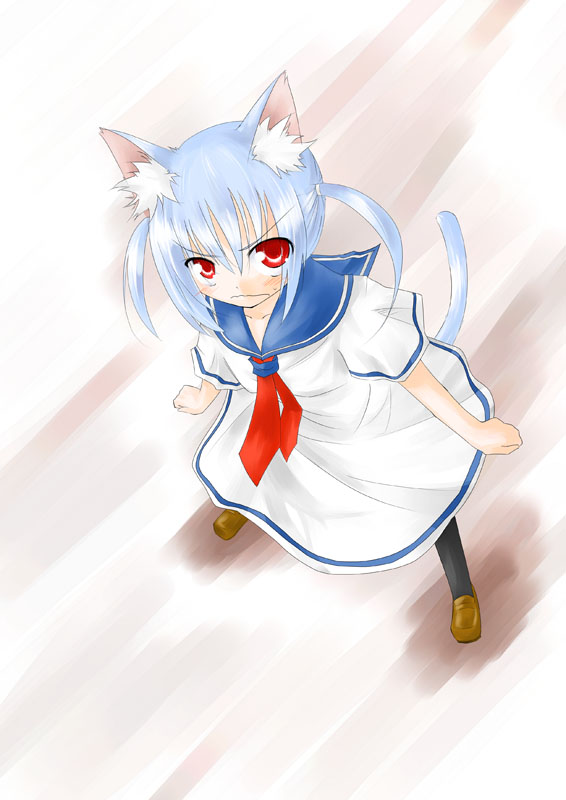 sagikuchi mutsuha, shirasagi rokuwa, nene (rokuwa), original, 1girl, animal ears, black pantyhose, blue hair, cat ears, cat tail, female focus, from above, pantyhose, red eyes, school uniform, serafuku, short hair, short twintails, solo, tail, twintails