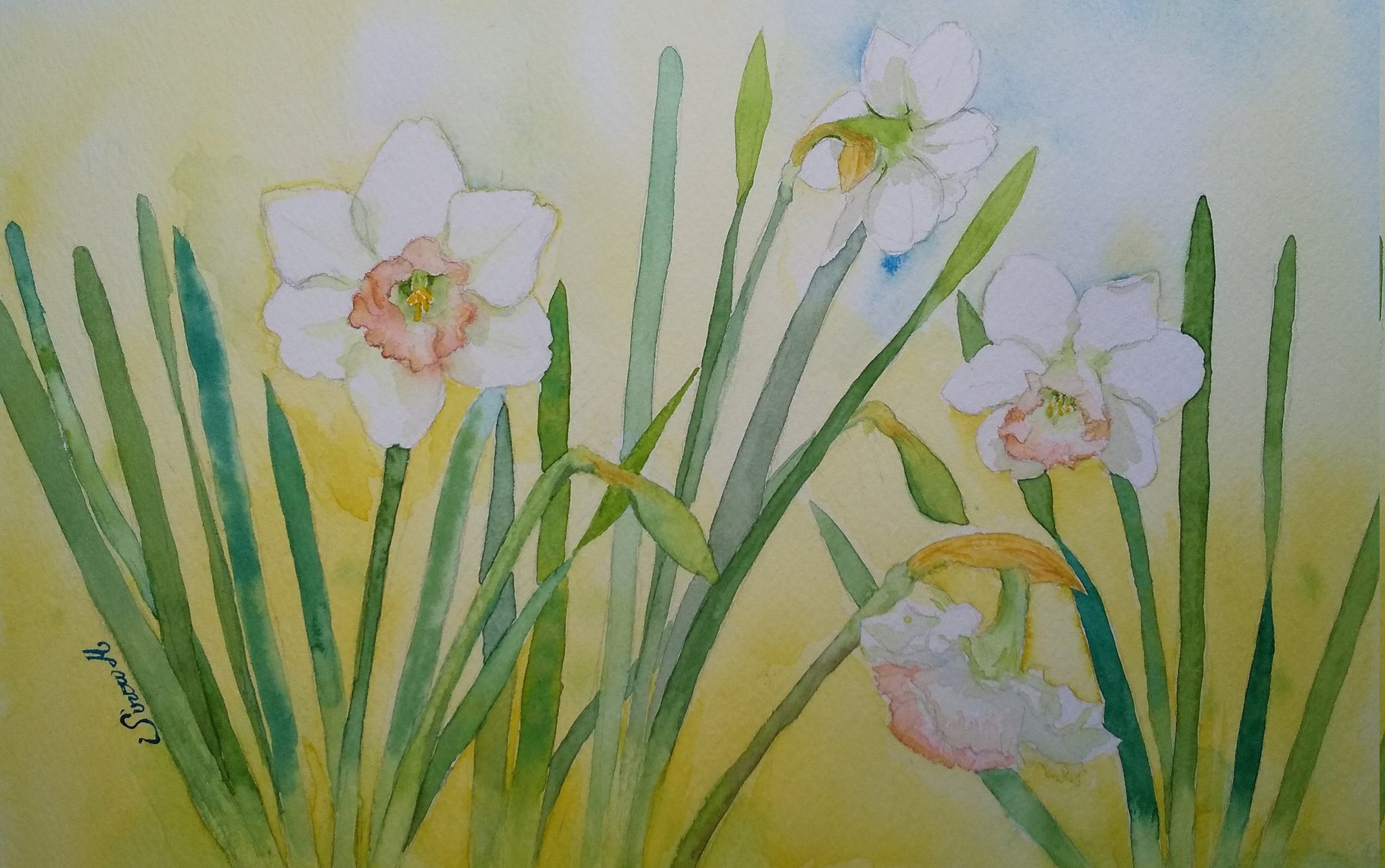 monsisiro411823, original, highres, painting (medium), traditional media, watercolor (medium), bud, flower, flower focus, leaf, no humans, plant, plant focus, stamen, still life, white flower, yellow background