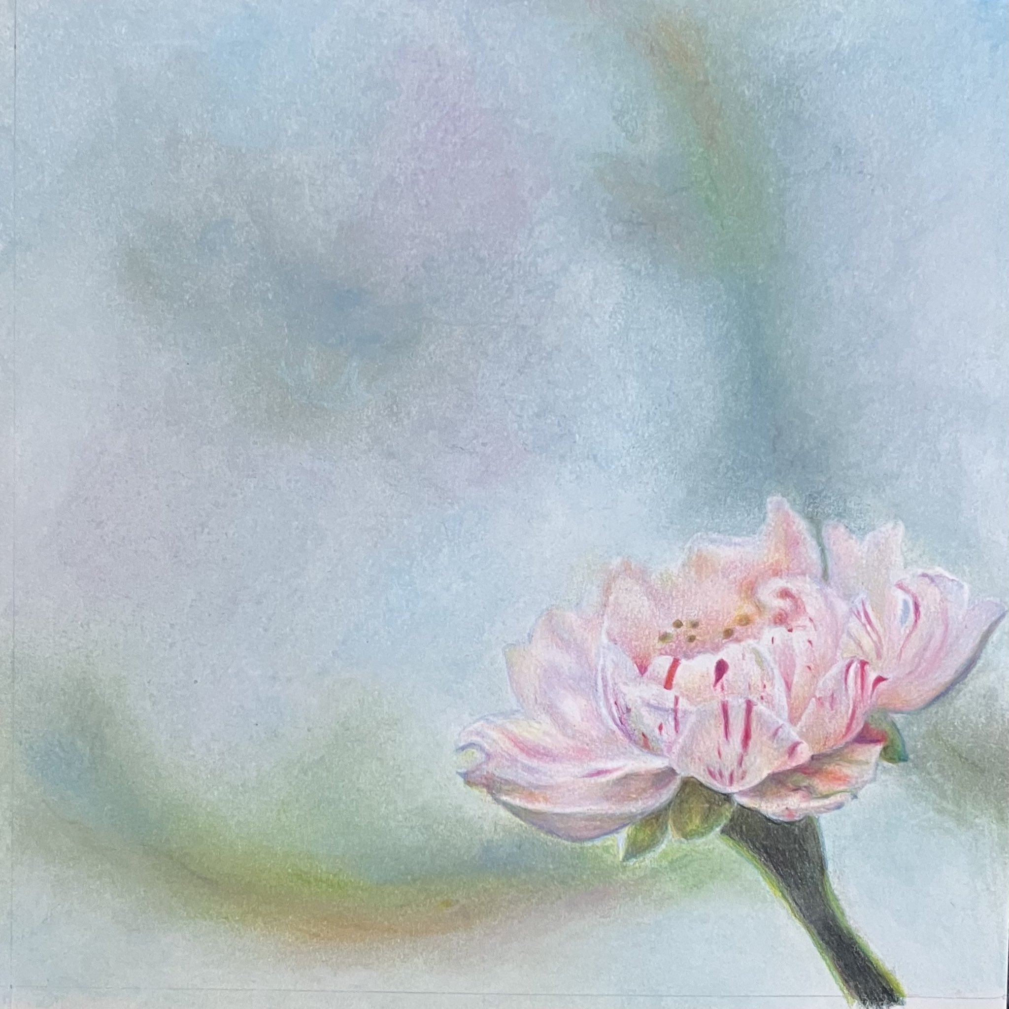 original, colored pencil (medium), highres, traditional media, blue background, flower, flower focus, no humans, object focus, pink flower, plant, plant focus, stamen, still life, yopi06mizuasa