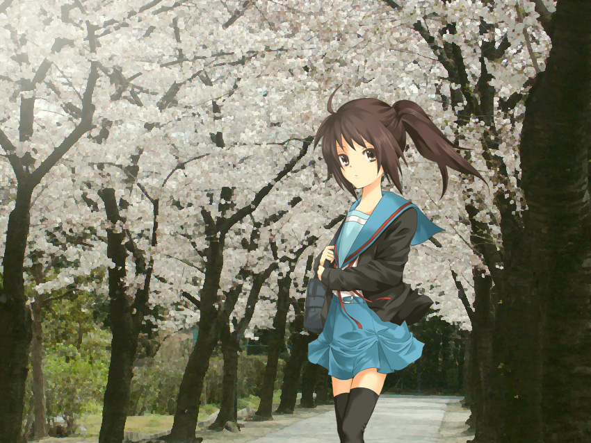 sawa2, kyon, kyonko, suzumiya haruhi no yuuutsu, bad id, bad pixiv id, 00s, 1girl, cardigan, cherry blossoms, female focus, genderswap, genderswap (mtf), outdoors, ponytail, school uniform, serafuku, solo, thighhighs