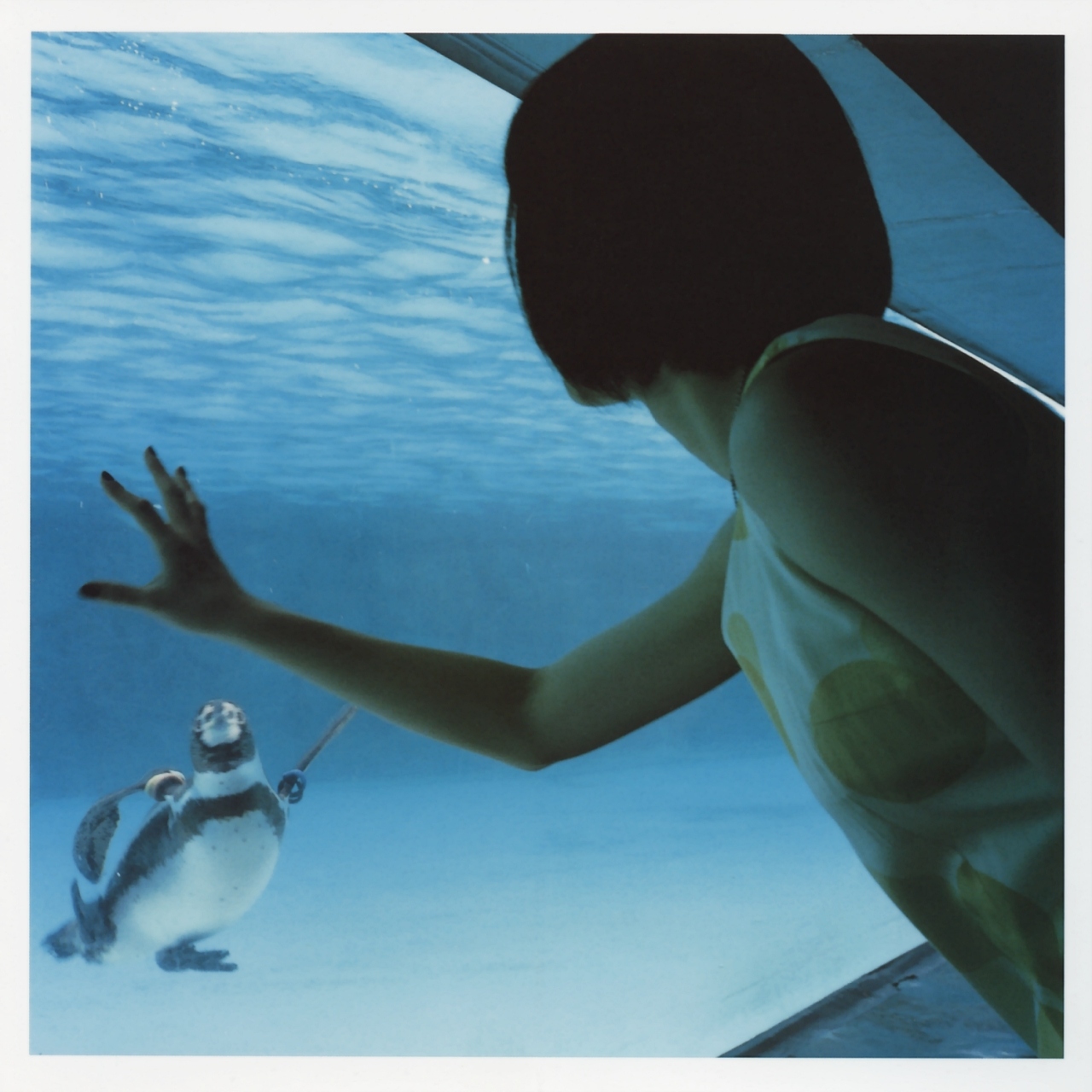 ueno juri, a piacere, highres, photo (medium), aquarium, bird, dress, penguin