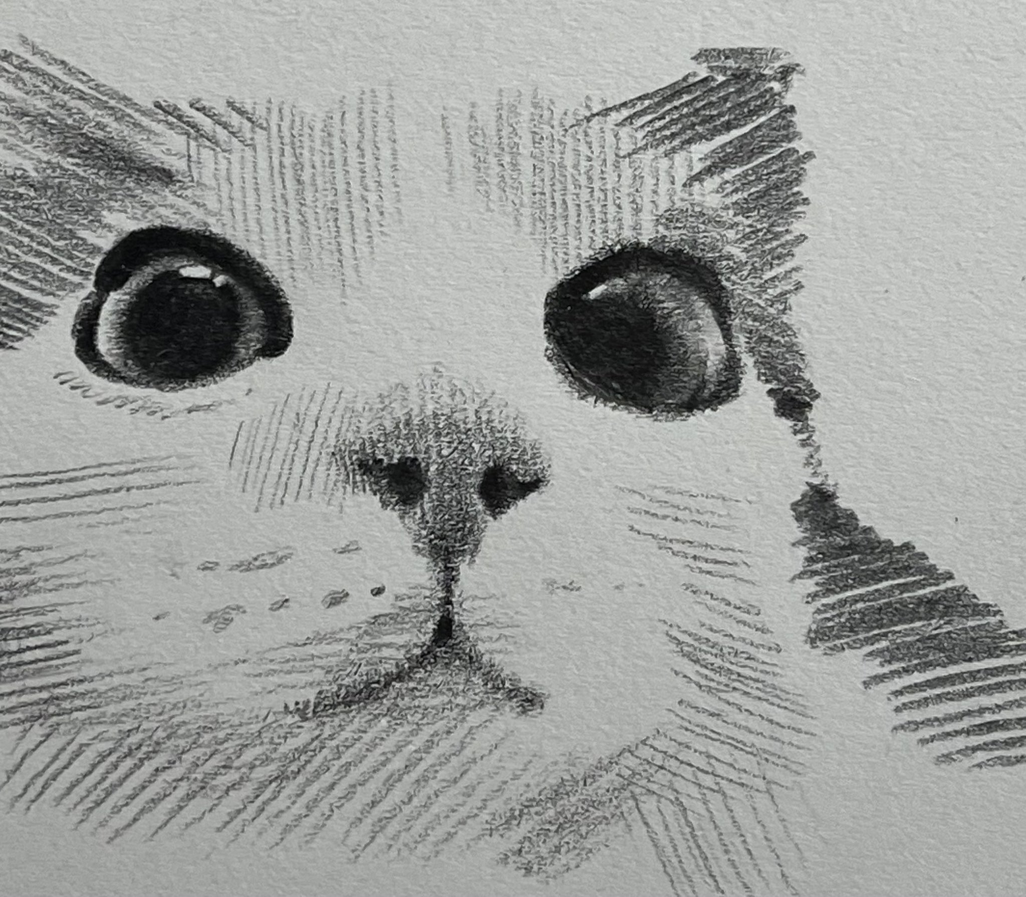 original, commentary, graphite (medium), highres, symbol-only commentary, traditional media, animal focus, cat, close-up, closed mouth, eueu185042, greyscale, hatching (texture), looking at viewer, meme, monochrome, no humans, sketch