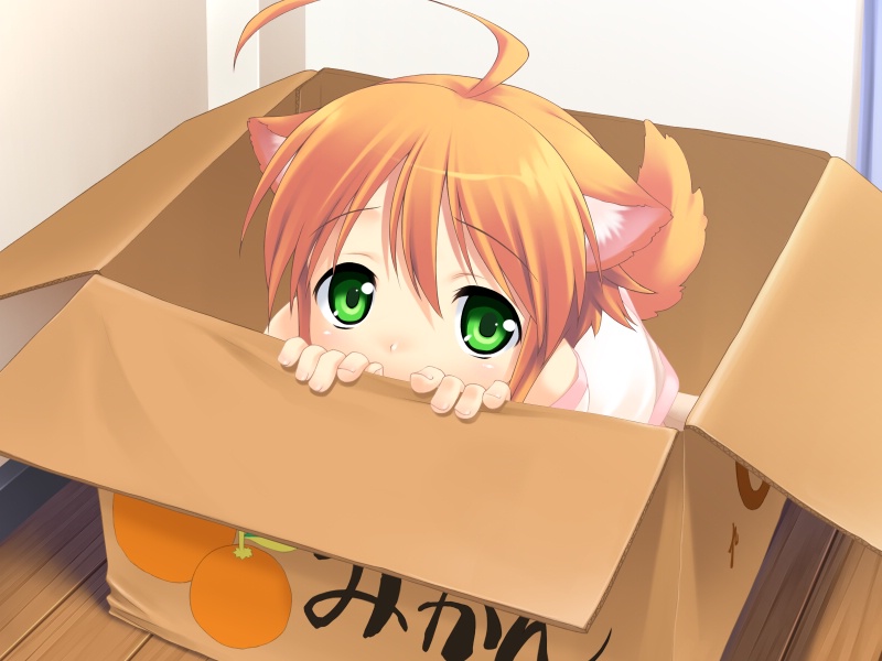 mikan (wanko), wanko to kurasou, game cg, 1girl, animal ears, box, dog ears, female focus, flat chest, food, fruit, green eyes, mandarin orange, red hair, short hair, solo