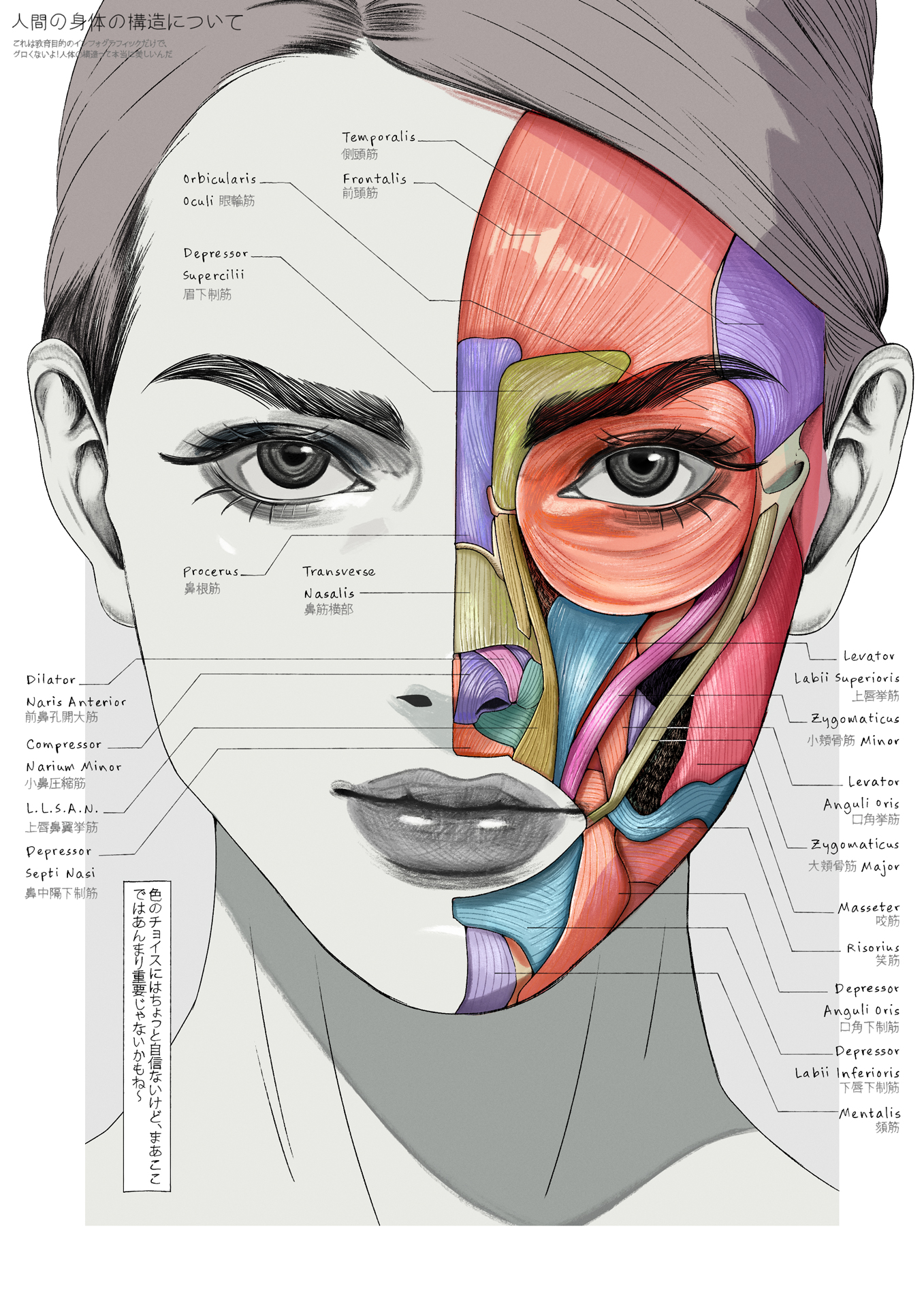 elolaillustrator, original, commentary, english commentary, highres, 1girl, anatomy, closed mouth, diagram, educational, hatching (texture), portrait, solo, straight-on