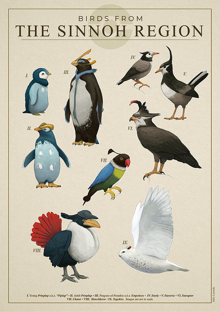 julio lacerda, chatot, empoleon, honchkrow, piplup, prinplup, staraptor, staravia, starly, togekiss, nintendo, pokemon, animal focus, biology, bird, evolutionary line, gen 4 pokemon, information sheet, no humans, pokemon (creature), pokemon focus, realistic, scientific poster, scientifically accurate