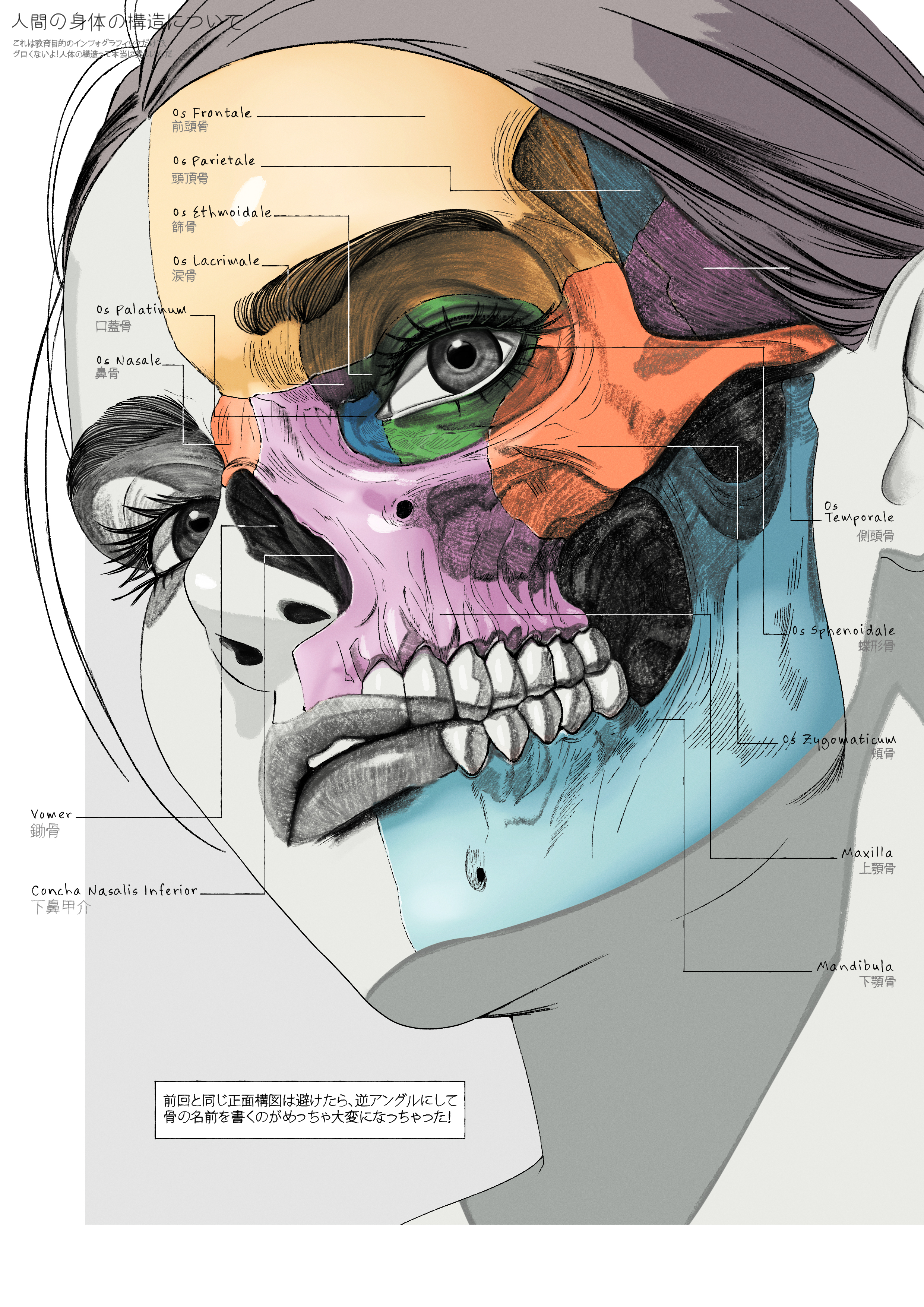 elolaillustrator, original, absurdres, commentary, english commentary, highres, partially translated, translation request, 1girl, anatomy, diagram, educational, hatching (texture), label, parted lips, skull, solo, teeth