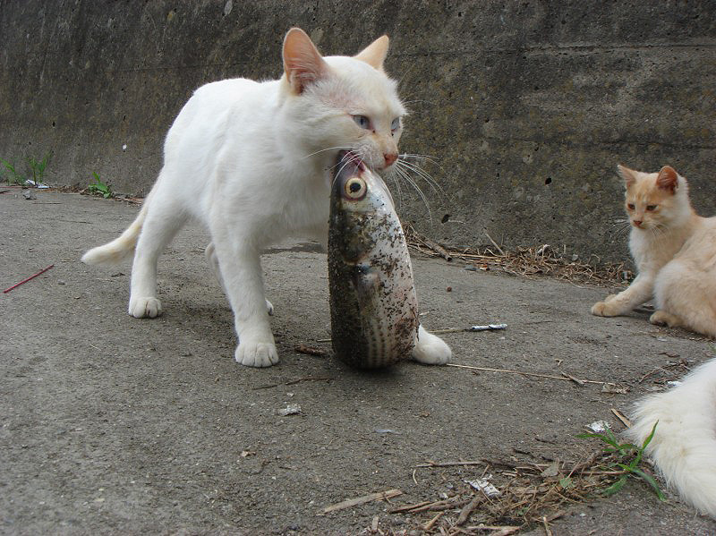 off-topic, photo (medium), animal focus, cat, fish, fish (food), fisheye, mouth hold, no humans, tail