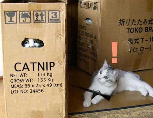 metal gear (series), non-web source, off-topic, photo (medium), !, box, cardboard box, cat, english text, gun, no humans, weapon