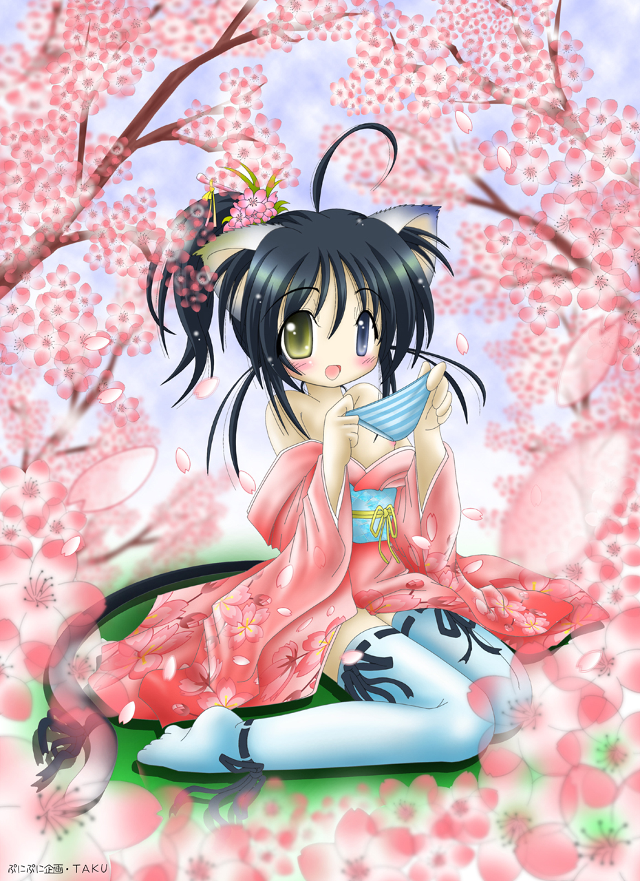 taku (punitaku), bad id, bad pixiv id, highres, 1girl, ahoge, animal ears, black hair, blush, cat ears, cat tail, cherry blossoms, female focus, flat chest, flower, hair flower, hair ornament, heterochromia, japanese clothes, nipples, panties, ponytail, socks, solo, striped clothes, striped panties, tail, thighhighs, underwear
