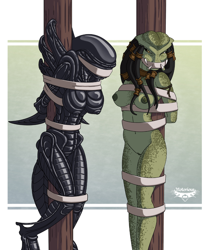 Rule34 – If it exists, there is porn of it / notorious, predator, xenomorph, yautja / 105815