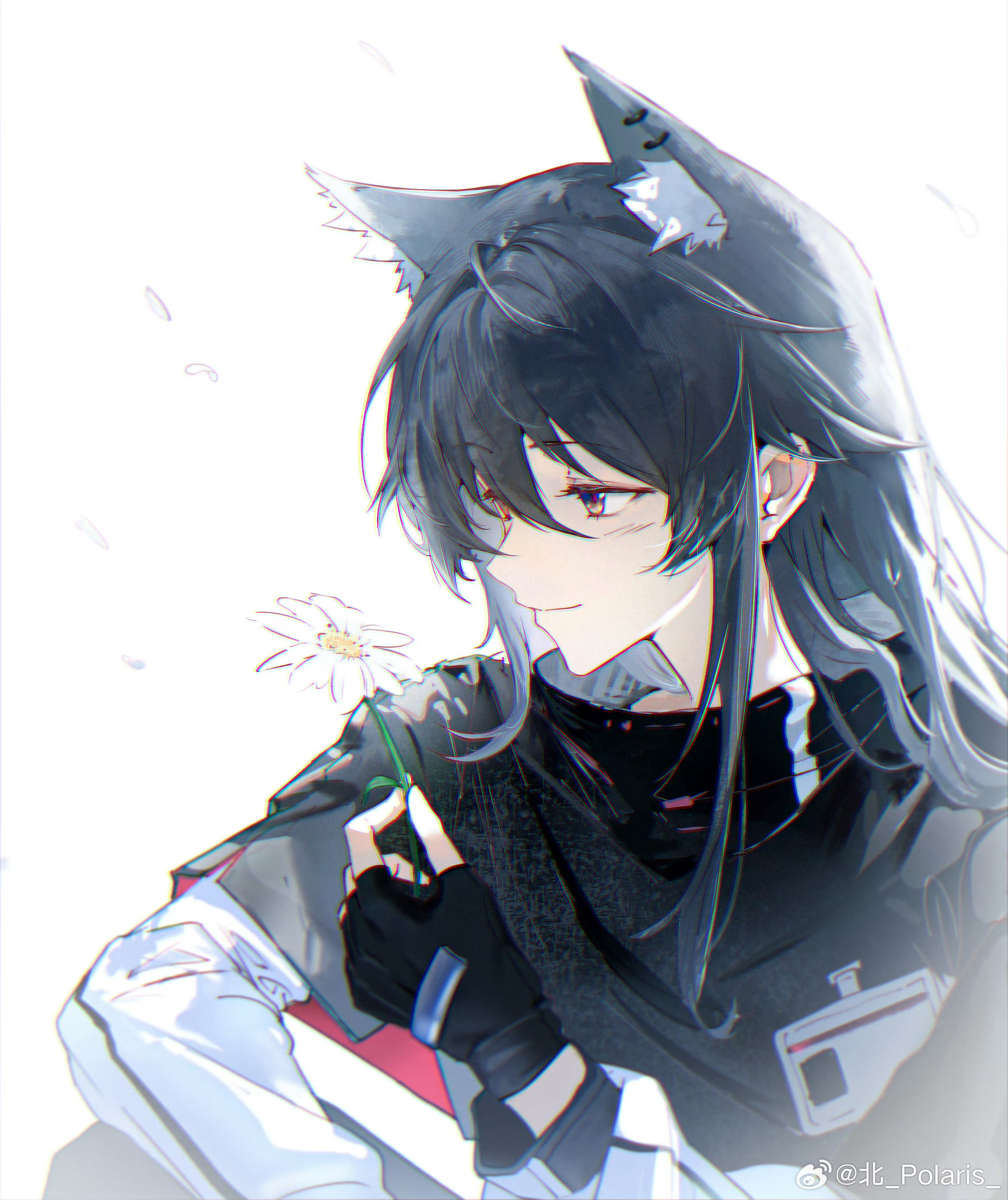 polaris (user rdgx7257), texas (arknights), arknights, absurdres, chinese commentary, commentary request, highres, 1girl, animal ear fluff, animal ear piercing, animal ears, black gloves, black hair, closed mouth, daisy (flower), fingerless gloves, flower, gloves, hair between eyes, holding, holding flower, long sleeves, medium hair, petals, profile, simple background, smile, solo, watermark, weibo watermark, white background, white flower, wolf ears, wolf girl, yellow eyes