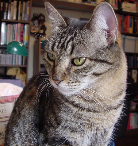 lowres, off-topic, photo (medium), tagme, cat, no humans