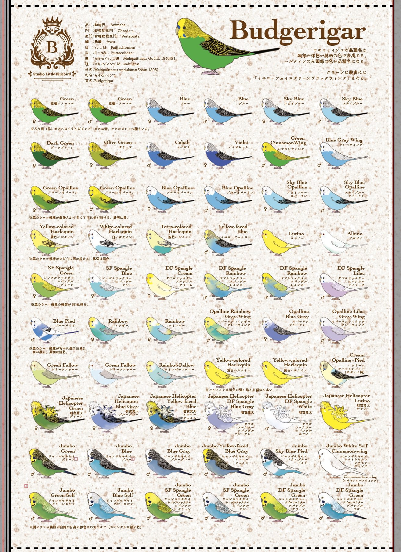 original, highres, animal focus, animal name, artist logo, artist name, beak, bird, bird tail, bird wings, black eyes, blue feathers, budgerigar (bird), chart, feathers, full body, green feathers, label, logo, mars symbol, no humans, palette swap, parrot, sittlebluebird, tail, venus symbol, white feathers, wings, yellow feathers