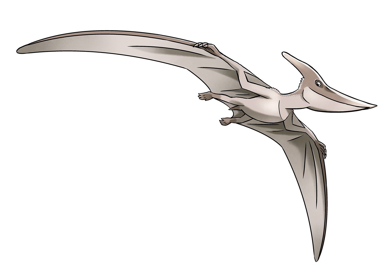 nintendo, pokemon, artist request, highres, official art, second-party source, animal focus, claws, closed mouth, full body, monochrome, no humans, pterosaur, solo