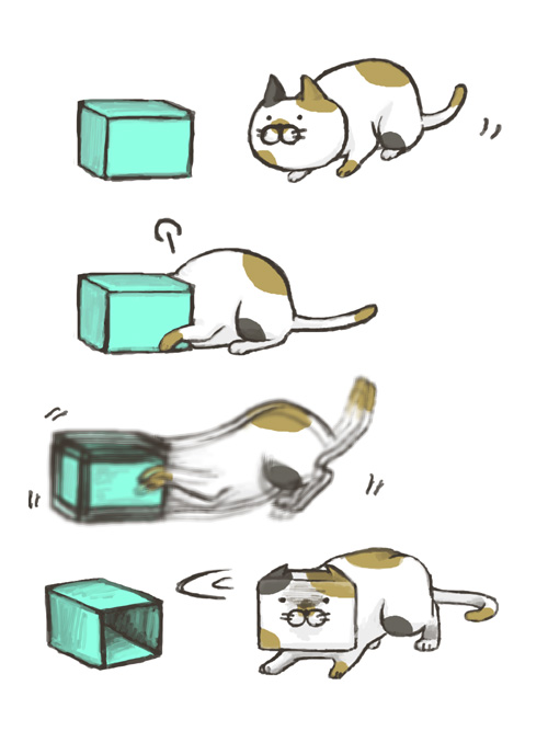 noja, animal, box, cat, pet, shaking, trembling