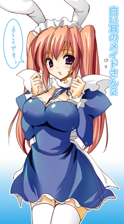 sanshoku amido, character request, animal ears, blush, breasts, large breasts, long hair, maid, purple eyes, rabbit ears, thighhighs, twintails, white thighhighs