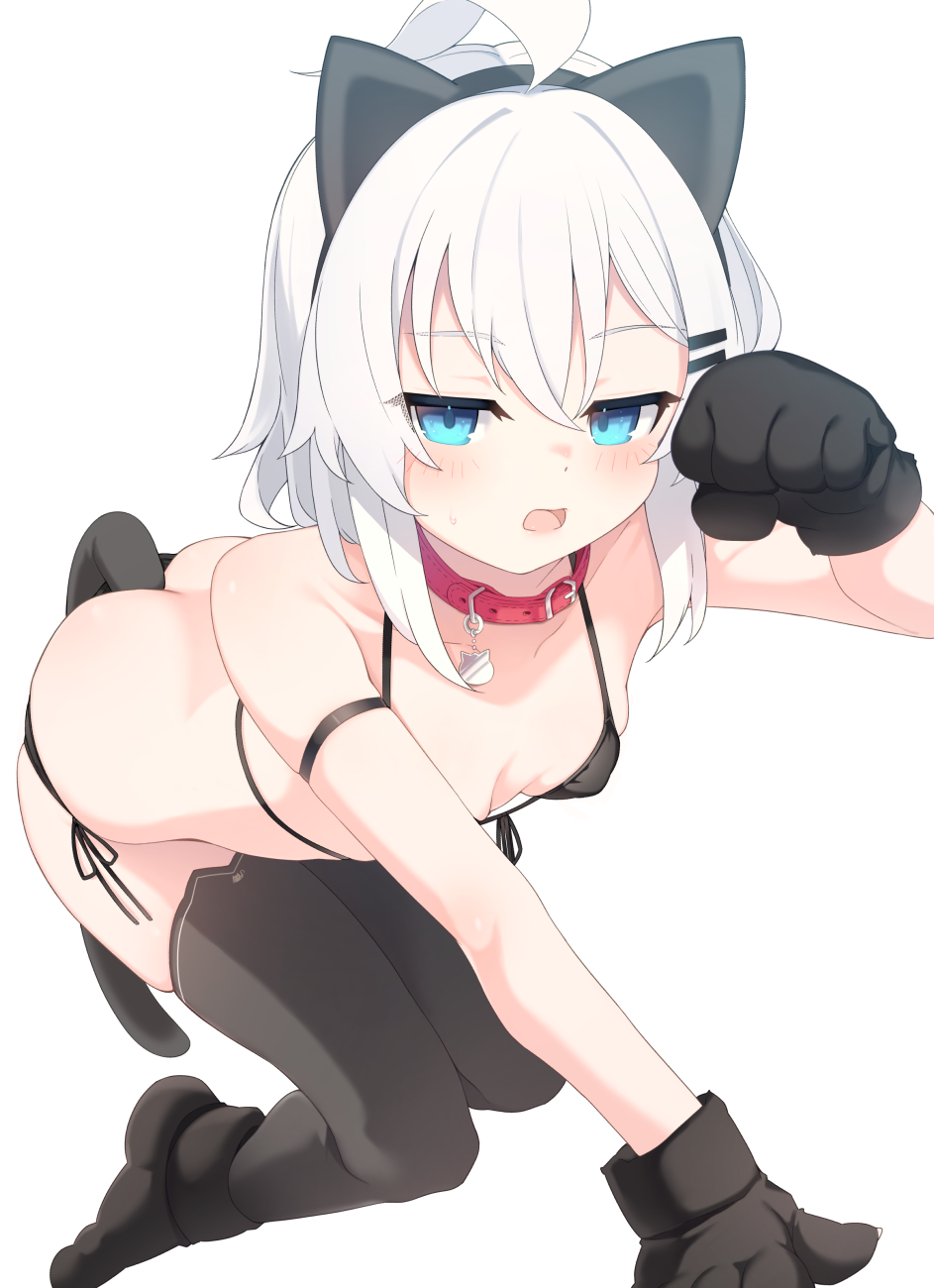 otokuyou, ringo-chan (otokuyou), original, commentary request, highres, paid reward available, 1girl, all fours, animal ears, animal hands, ass, belt collar, bikini, black bikini, black thighhighs, blue eyes, blush, breasts, cat ears, cat tail, collar, fake animal ears, front-tie bikini top, front-tie top, gloves, hair ornament, hairclip, looking at viewer, medium hair, open mouth, parallel hairclips, paw gloves, paw shoes, red collar, simple background, small breasts, solo, swimsuit, tail, thighhighs, white background, white hair