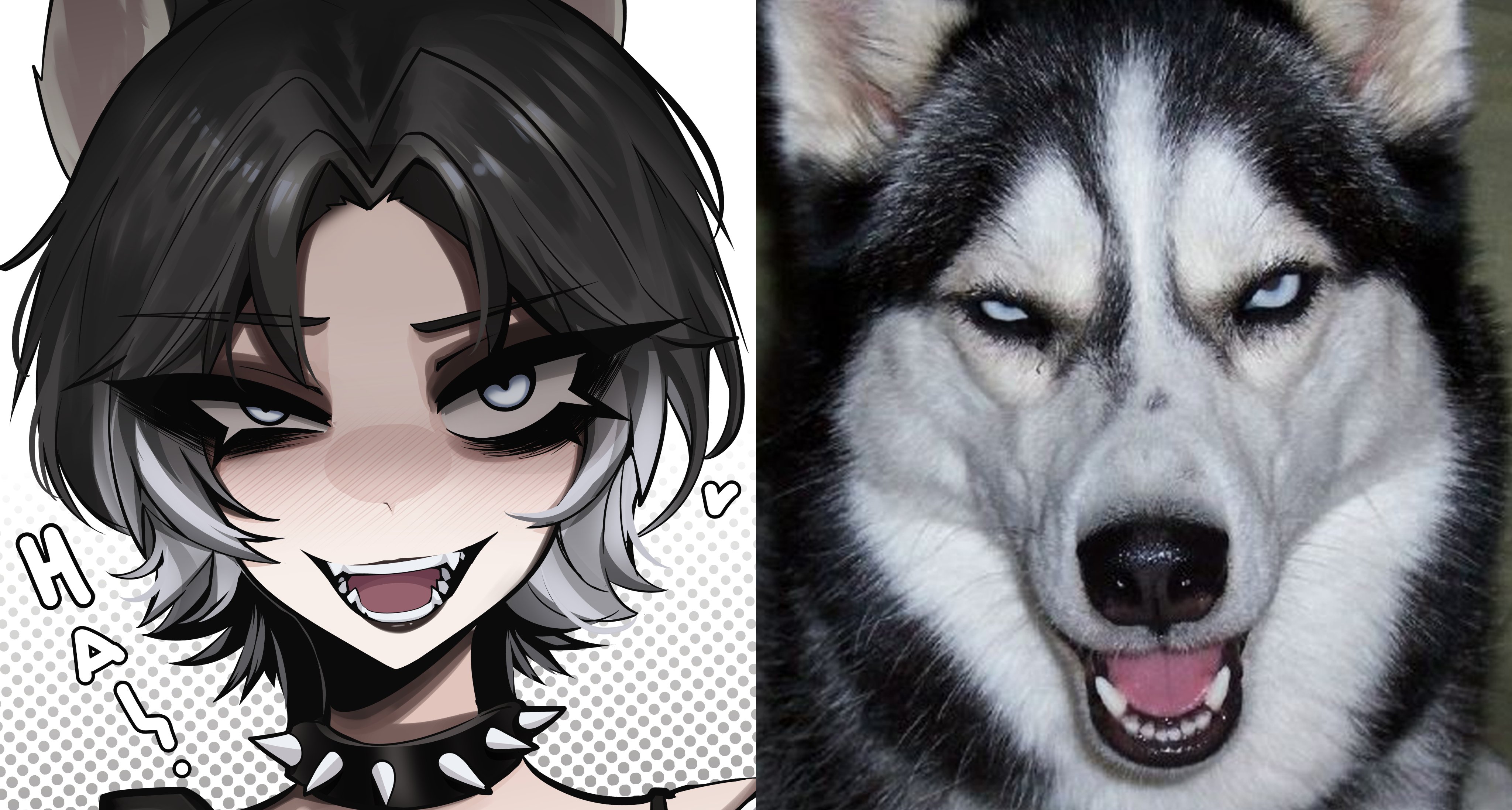 mikuneki, original, absurdres, commentary, english commentary, highres, photo-referenced, 1girl, black choker, black hair, blue eyes, choker, dog, dog girl, evil smile, fangs, gradient hair, grey hair, half-closed eye, heart, husky, looking at viewer, multicolored hair, open mouth, parted bangs, parted hair, photo inset, portrait, reference inset, short hair, smile, solo, spiked choker, spikes, teeth, tongue