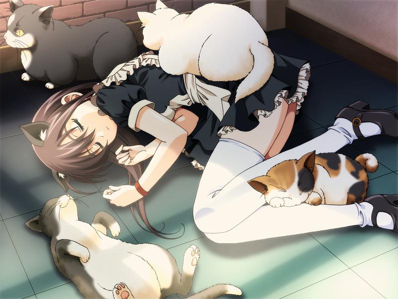 amamiya natsume, edelweiss, game cg, 1girl, animal ears, brown hair, cat, cat ears, female focus, fetal position, maid, mary janes, shoes, sleeping, solo, thighhighs, white thighhighs
