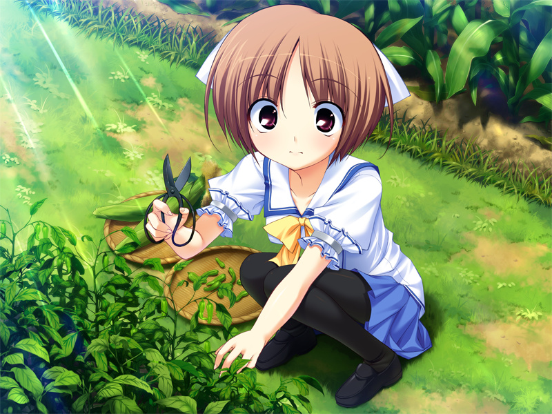 fumio (ura fmo), suou nanano, hoshiuta, game cg, 1girl, blush, brown eyes, brown hair, female focus, garden, gardening, pantyhose, ribbon, school uniform, scissors, short hair, solo, thighhighs