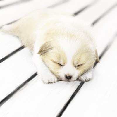 montan, lowres, animal focus, baby animal, closed eyes, dog, lying, no humans, on stomach, puppy, realistic, sleeping