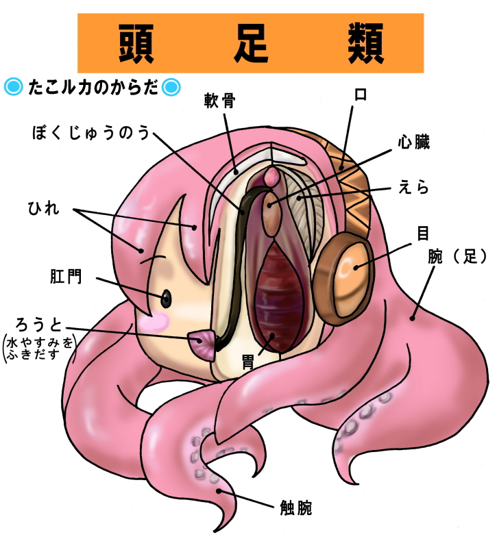 afuro danmaku, megurine luka, takoluka, vocaloid, bad id, bad pixiv id, translation request, anatomy, ass, cross-section, diagram, headset, no humans, science, tentacles