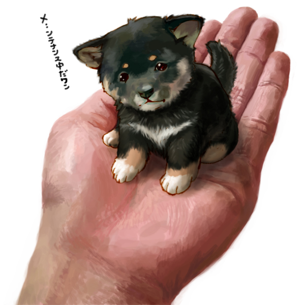toriny, chobi (pixiv), pixiv, bad id, bad pixiv id, translated, animal focus, baby animal, dog, holding, in palm, puppy, shiba inu, simple background, white background