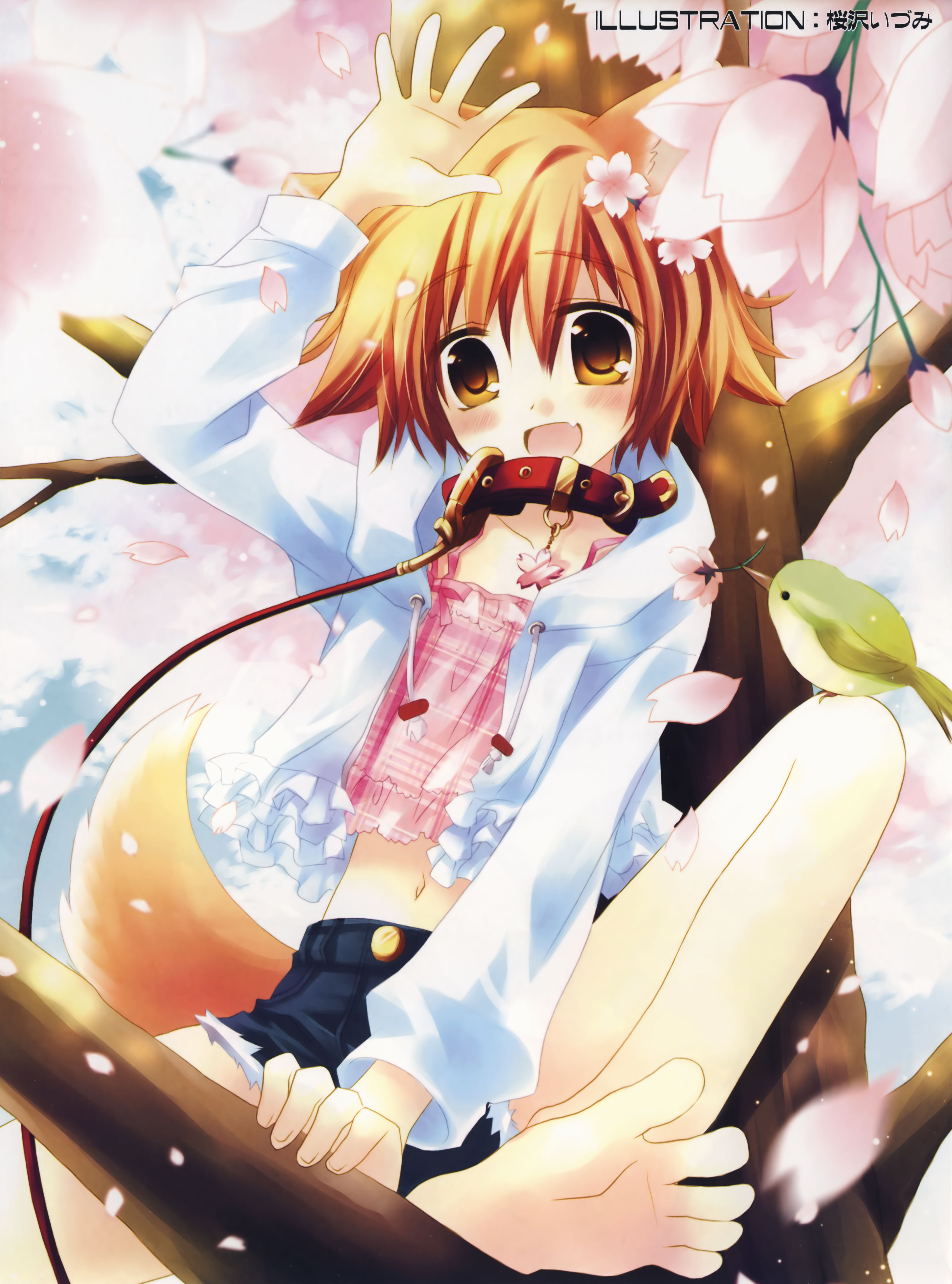 sakurazawa izumi, absurdres, highres, 1girl, animal ears, arm up, barefoot, bird, cherry blossoms, collar, denim, denim shorts, fang, feet, female focus, flower, in tree, japanese clothes, leash, midriff, miko, navel, open mouth, orange hair, petals, short hair, shorts, sitting, sitting in tree, soles, solo, tail, toes, tree, yellow eyes