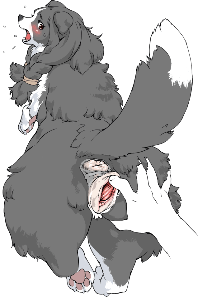 nezunezu, character request, source request, tagme, animal feet, animal pussy, anus, barefoot, bestiality, black fur, blush, braid, brown eyes, canine pussy, dog, feet, fingering, from behind, furry, pawpads, pussy, soles, spread pussy, tail, toes