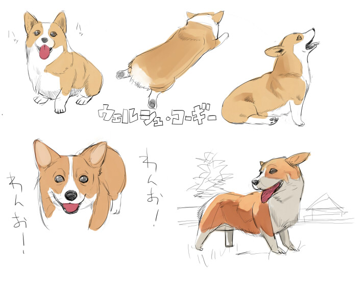nora higuma, tagme, animal focus, dog, multiple views, no humans, simple background, sketch, welsh corgi, white background