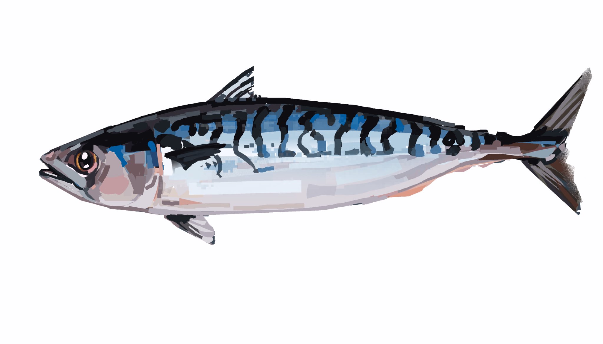 junbuug, original, commentary, commission, english commentary, highres, animal, animal focus, fish, from side, full body, mackerel (fish), no humans, simple background, solo, white background