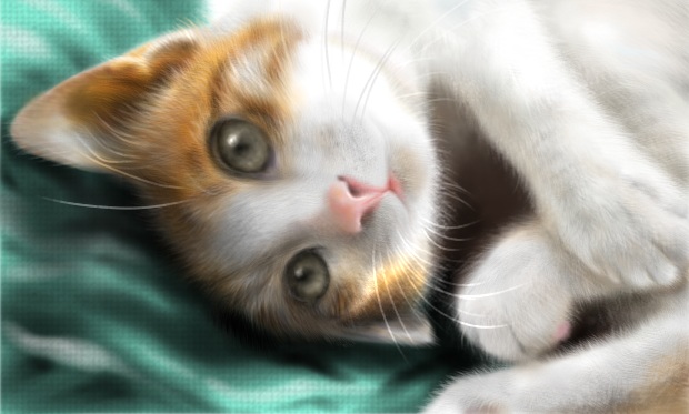 ratorimo, bad id, bad pixiv id, tagme, cat, photorealistic, realistic