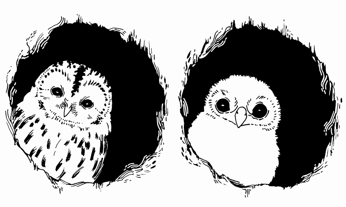 nagabe, original, commentary request, animal, bird, greyscale, hole, looking at viewer, monochrome, no humans, owl, upper body