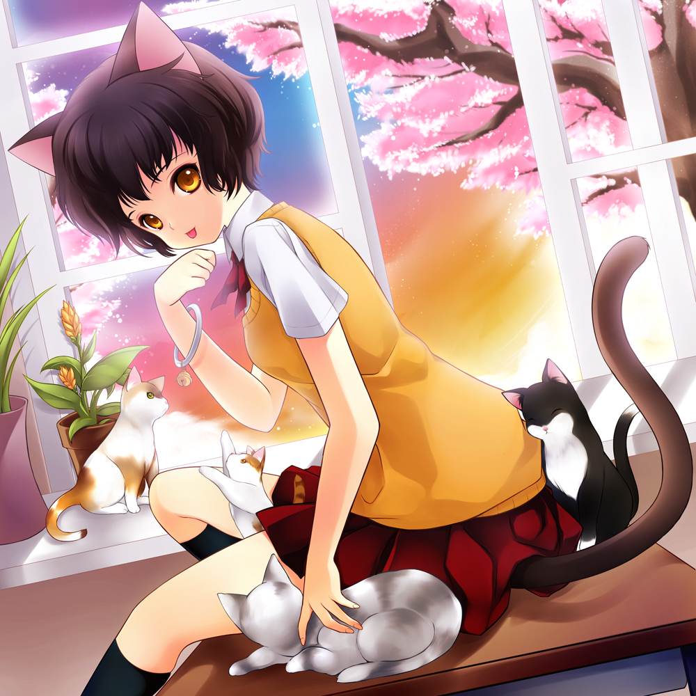 juna, original, bad id, bad pixiv id, 1girl, :p, animal ears, black hair, black socks, bracelet, brown eyes, cat, cat ears, cat tail, cherry blossoms, desk, female focus, jewelry, kneehighs, looking at viewer, on desk, paw pose, plant, potted plant, school uniform, short hair, sitting, skirt, socks, solo, sweater vest, tail, tongue, tongue out, tree, window, yellow eyes