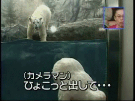 animated, animated gif, lowres, photo (medium), aquarium, asian, bear, camera, cosplay, japanese (nationality), polar bear, scared, seal (animal), surprised